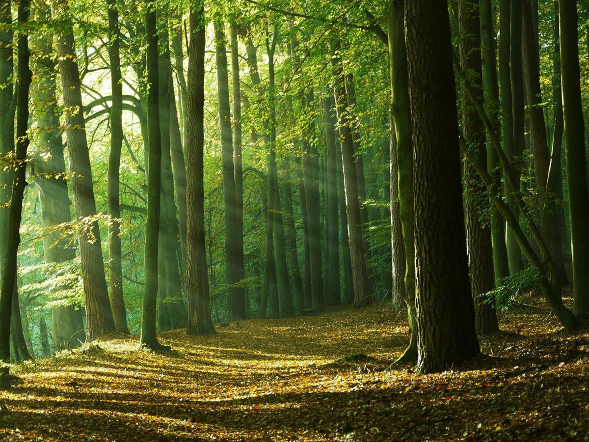Waldschenke Stendenitz Uebernachten Im Wald Am See 诺伊鲁平 外观 照片